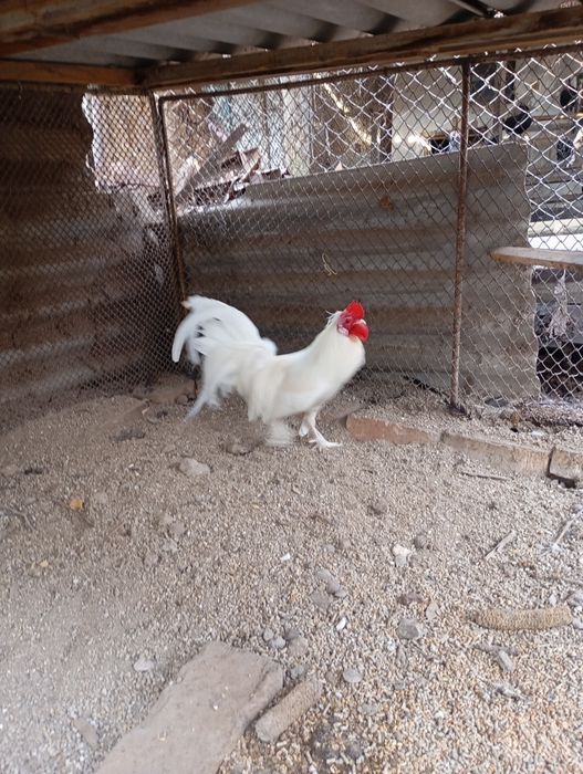 Карликовый петух.