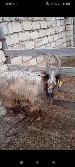 Теке сатылады.Мағыстау-5 те тұр.