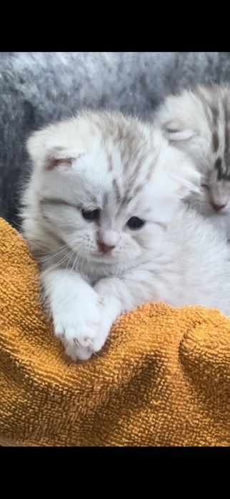 Вислоухие котята