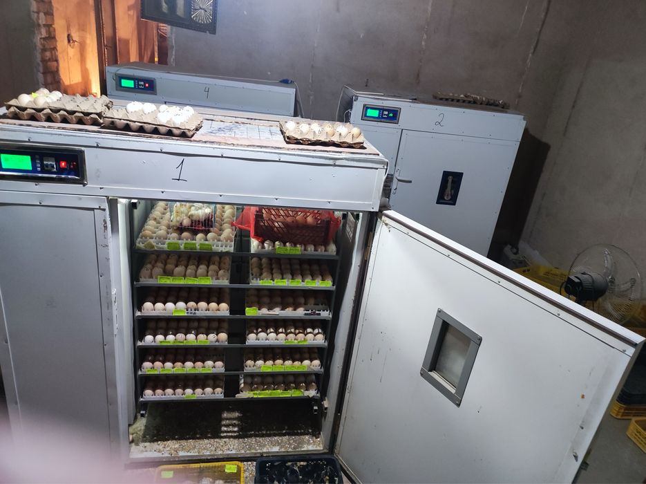 inkubatr xizmati kur tovuq bilan bir xil ochadi ishonchli va juda qula