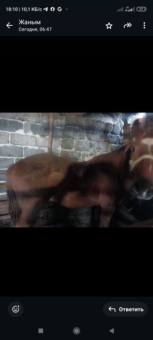 Семіртілген дөнен және тай сатылады