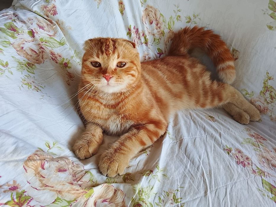 Shotland osmaloq (Scottish Fold)