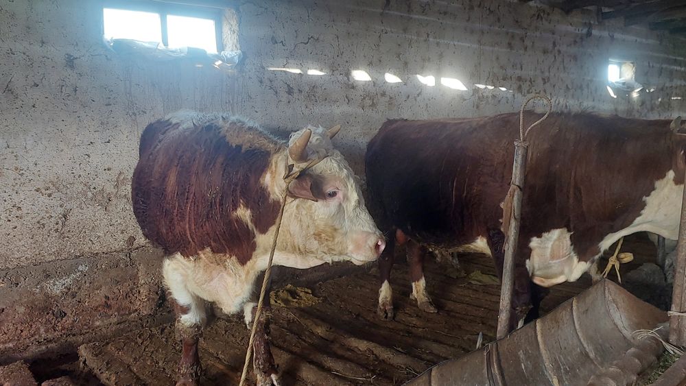 Ак бас букалар сатылады