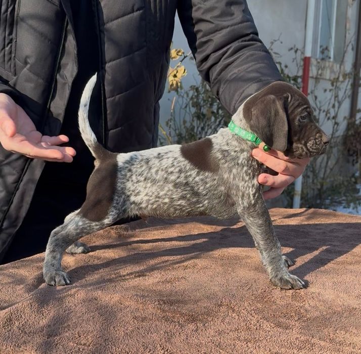 Brac German cu Pedigree