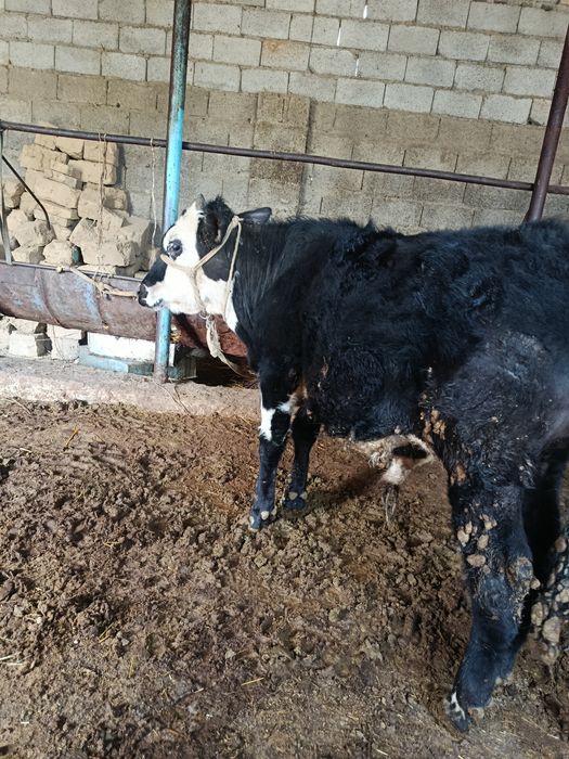 Еркек буқа сатылады