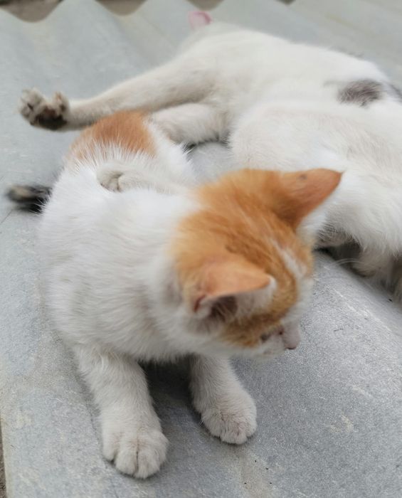Отдадим котят в хорошие добрые руки