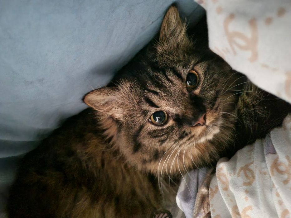 Породистый котик ищет дом