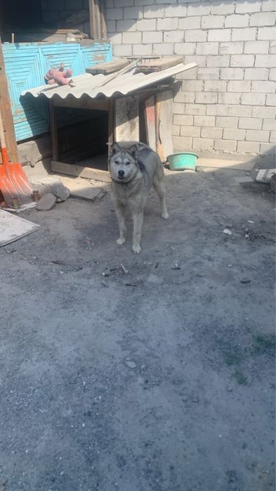 Продам Хаски.Кобель 1 год