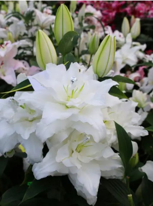 Лилия гули пиёзлари Луковки лилии