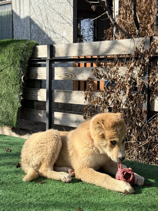 Алабай девочка (среднеазиатская овчарка)