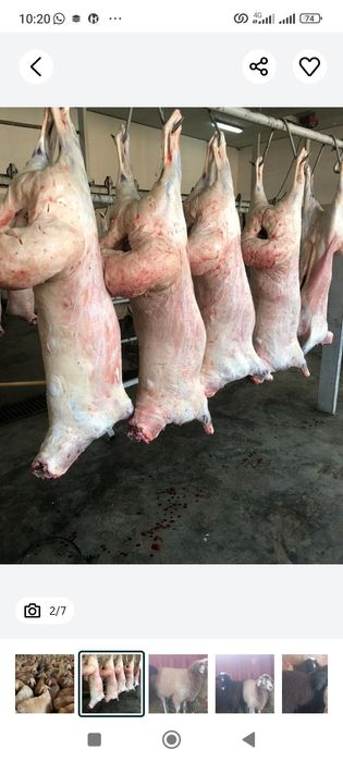 Семиз Кой сатылады