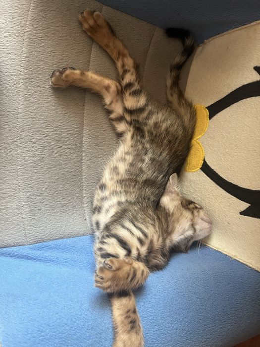 Продам котенка  мальчик бенгал срочно