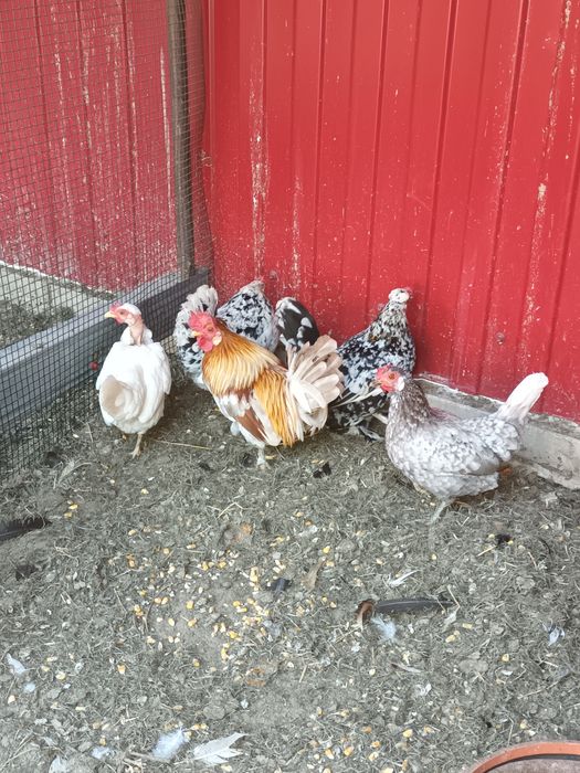Gainuse și cocoșei de vânzare