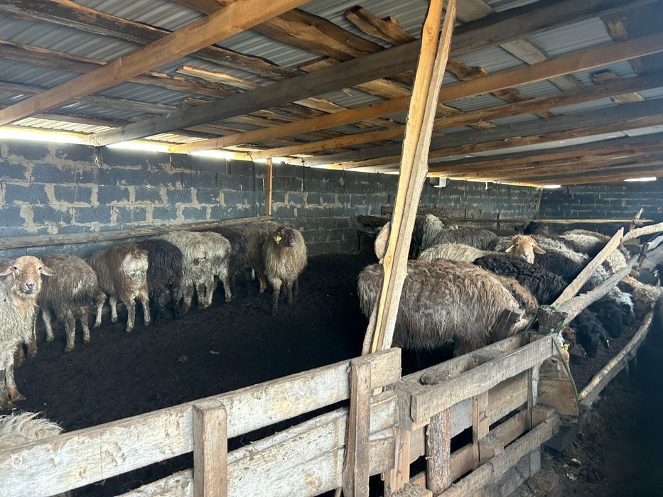 Тоқты баран сатылады