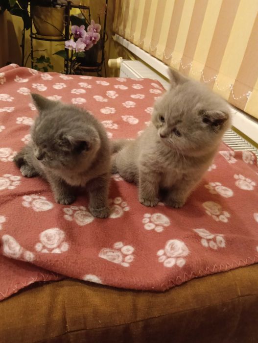 Британски  котенца