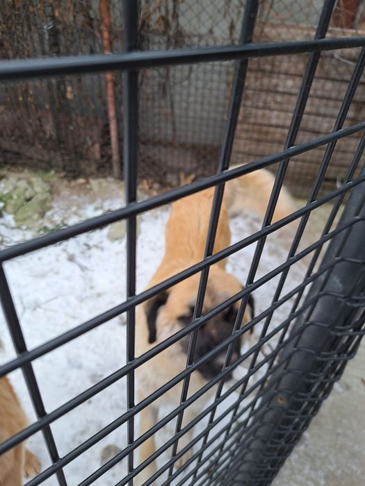 Donez câine talie mare pt pază,  rasă autohtona  se asigură  transport