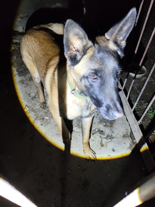 Бельгийская овчарка