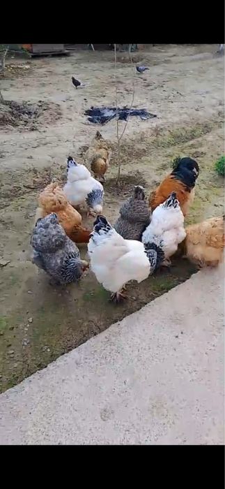 Брама, 9 тауық,1 қораз