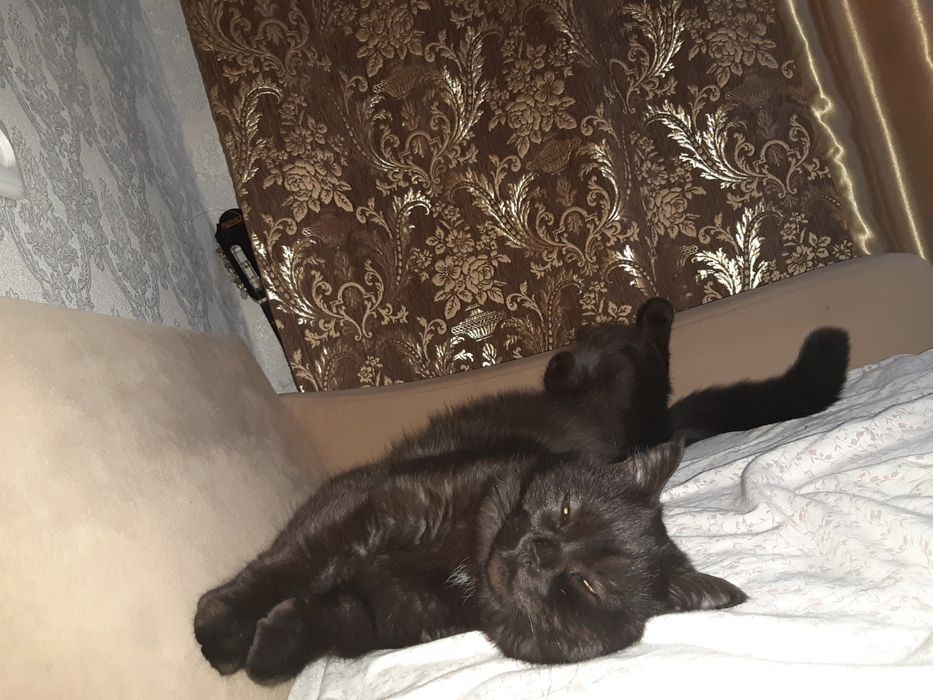 Пропал кот , помогите!