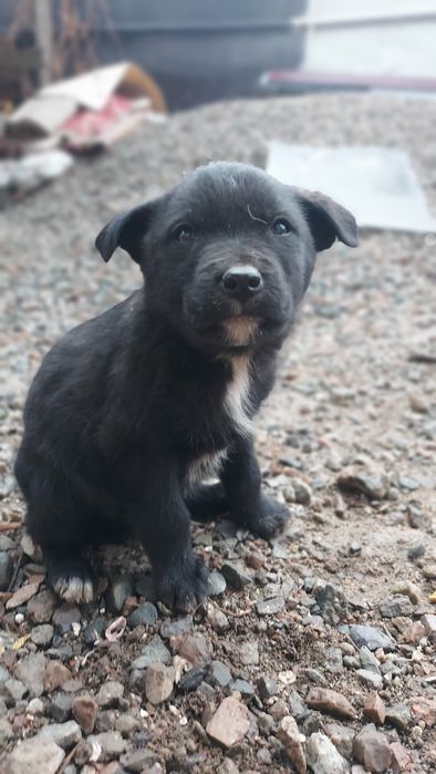 Отдам щенков в хорошие руки