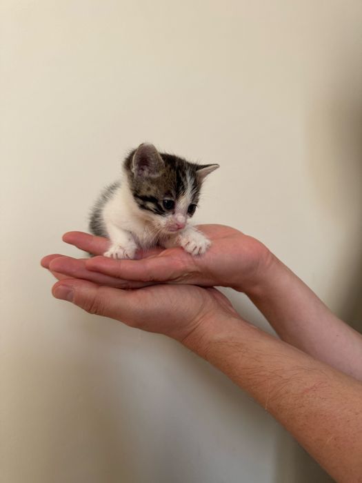Отдам котенка мальчик