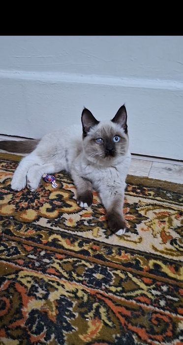 Котенок подросток Мишка Гаф стерилизованный в добрые руки!