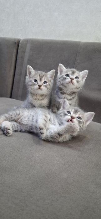 Британские котята