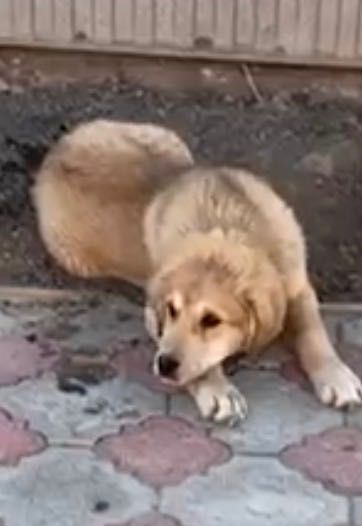 Продантся щенок Алабай