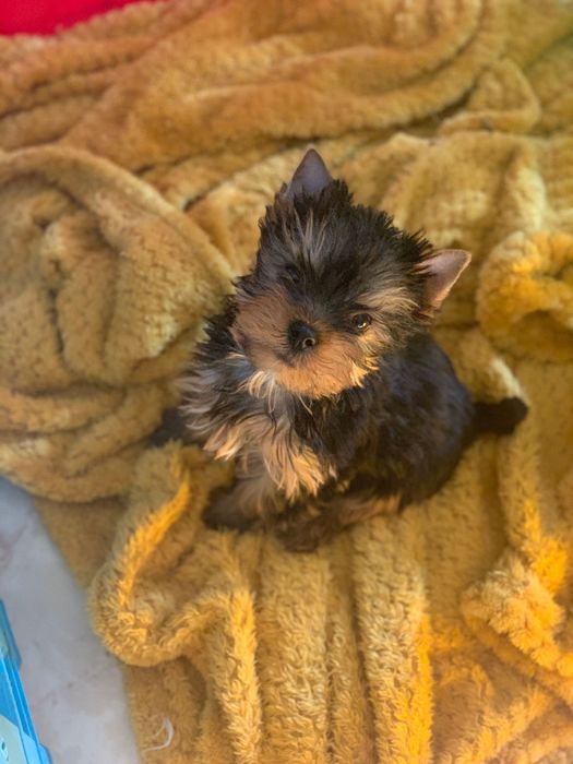 Yorkshire terrier mini