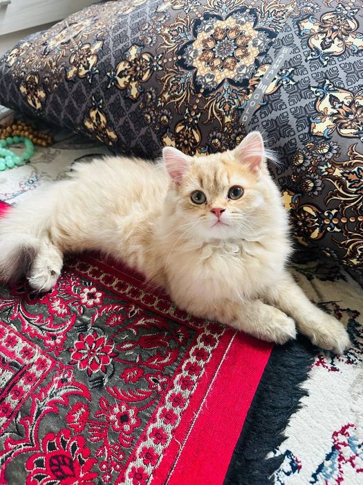 Золотой шиншилла киз бола 1 йошда тугмаган оналикка тайëр