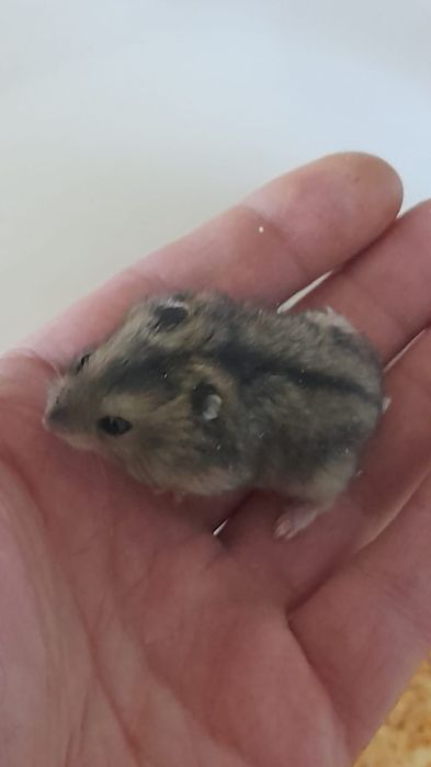 Хомячков по 2 тысячи