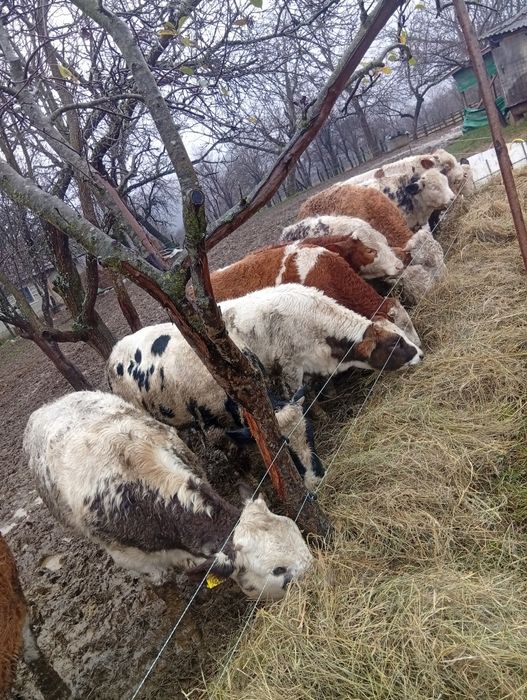 Vând viței femele și masculi