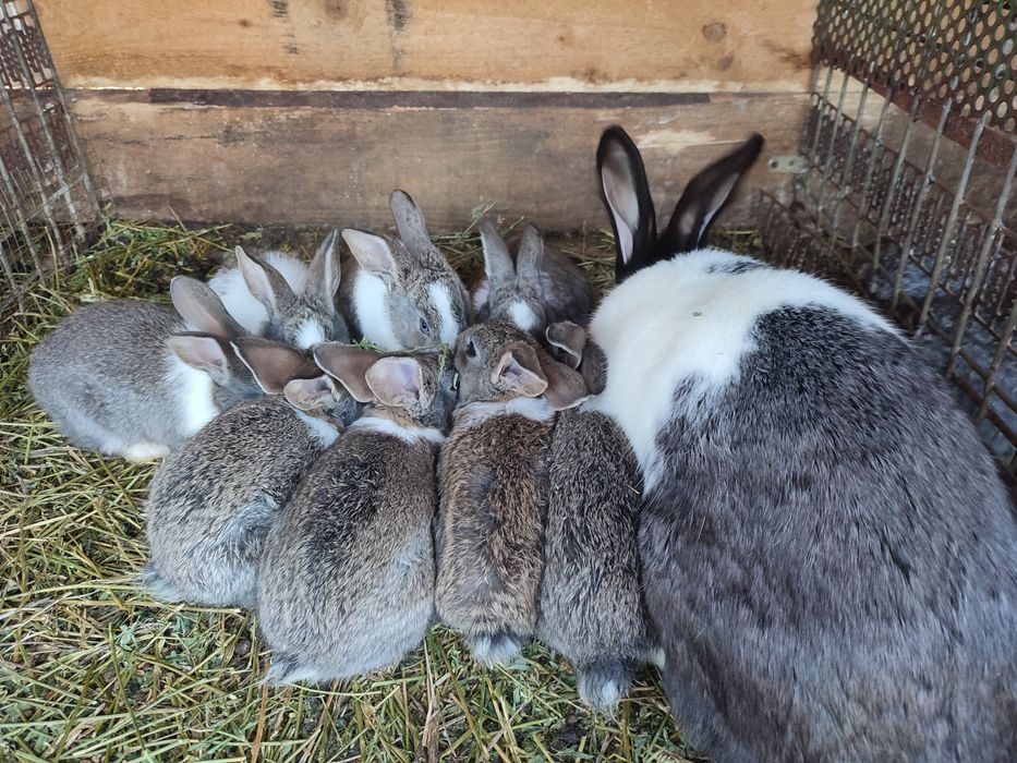 Vând iepurași mai multe rase