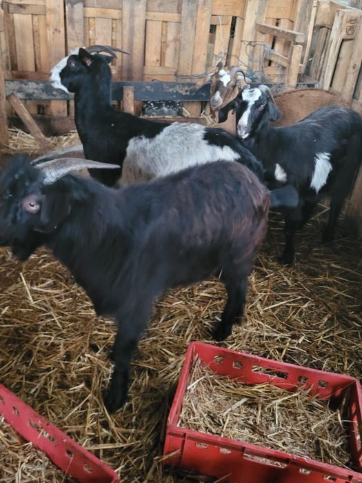 Țap de calitate, 8 luni- Conformație excelentă