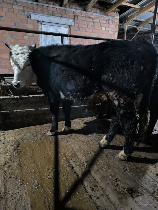 2 жасар бұқа сатамын,семіз