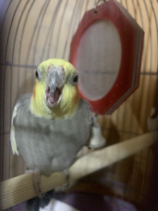 Попугай Корелла потерялся