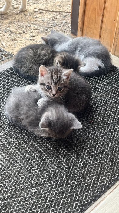 Котята в добрые руки