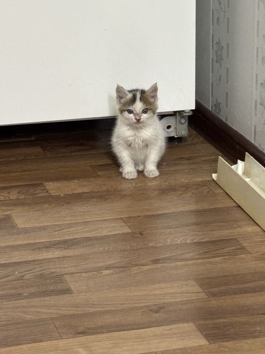 Отдам в добрые руки