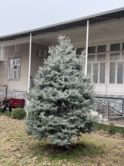 голубое ель Archa