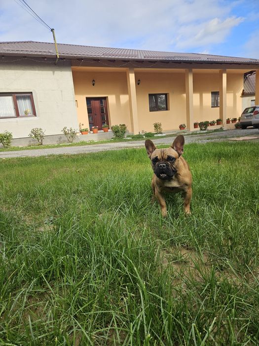 Bulldog Francez Mascul pedigree FCI