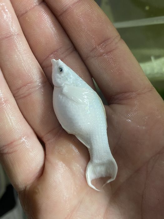 Продаются оранды по приятным ценам