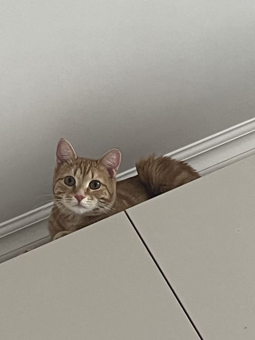 Шотландский прямоухий кот