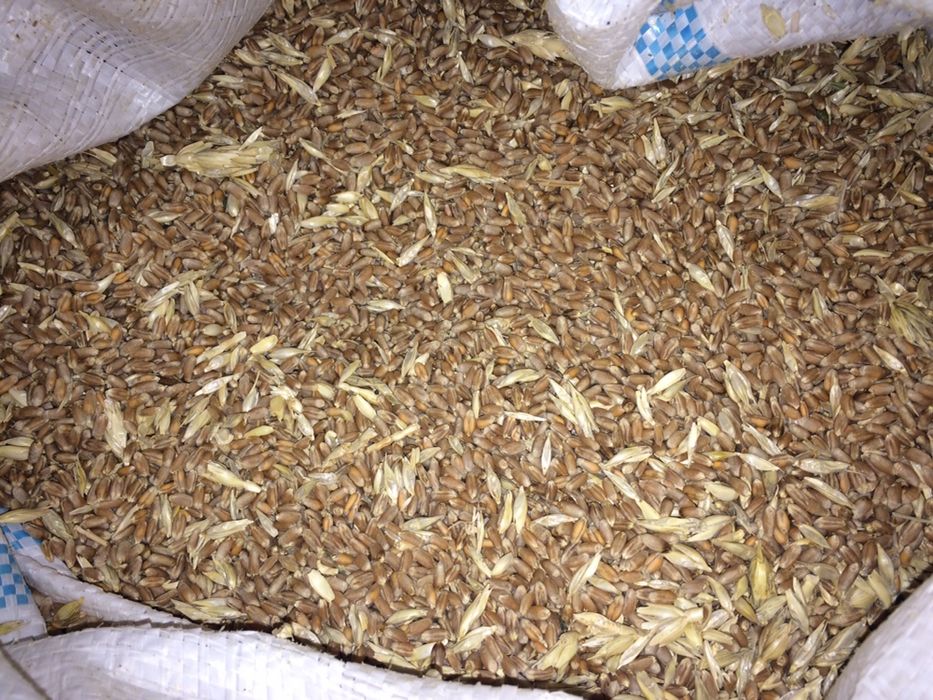 Bugdoy sotiladi.Sifati zõr !!!