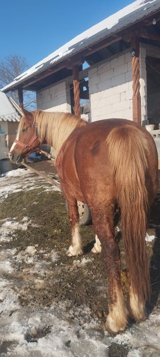 Vând daua iepe  una de 5 ani una de 7 ani