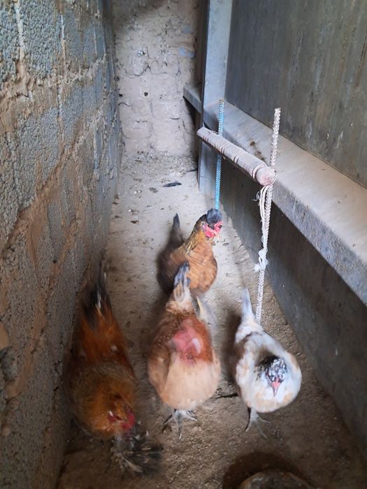 Японский тауықтар қораз сатылады