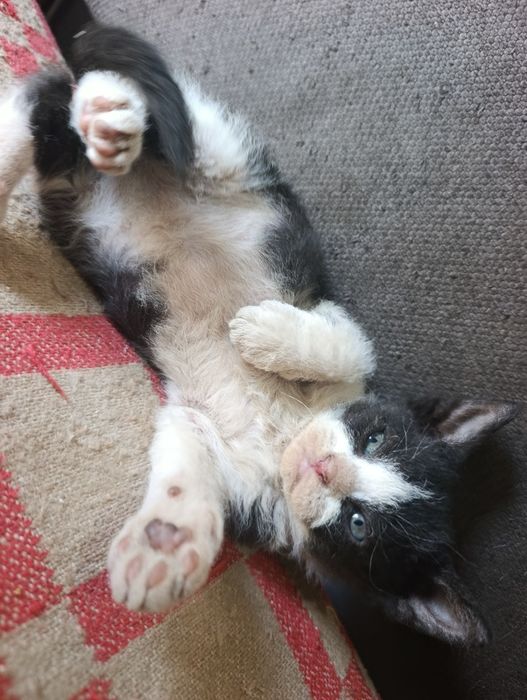 Отдам котят брашики