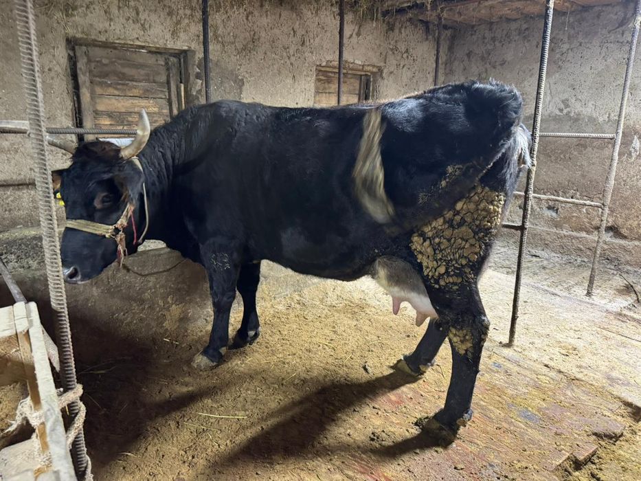 Карова из фермы продам