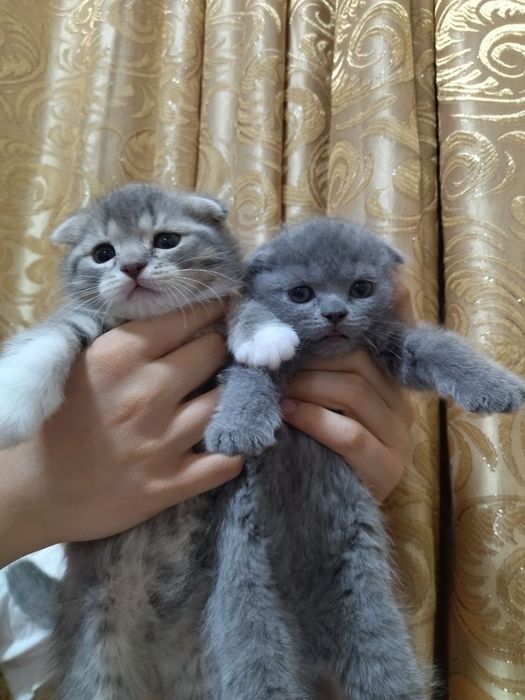 Котята вислоухие