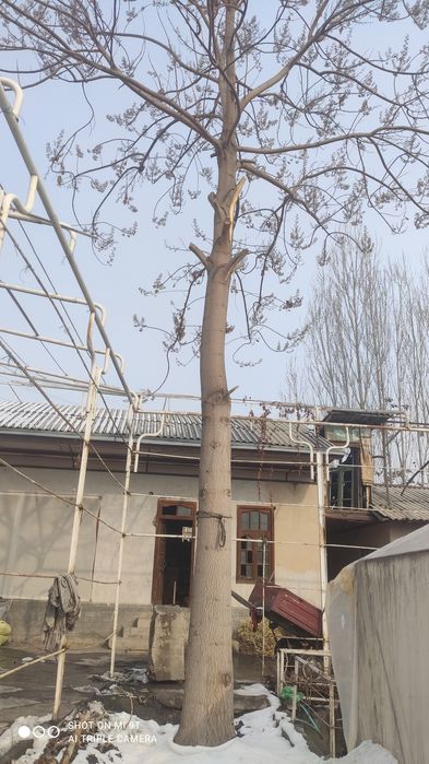 Pavloniya daraxti mebel uchun 5 yillik