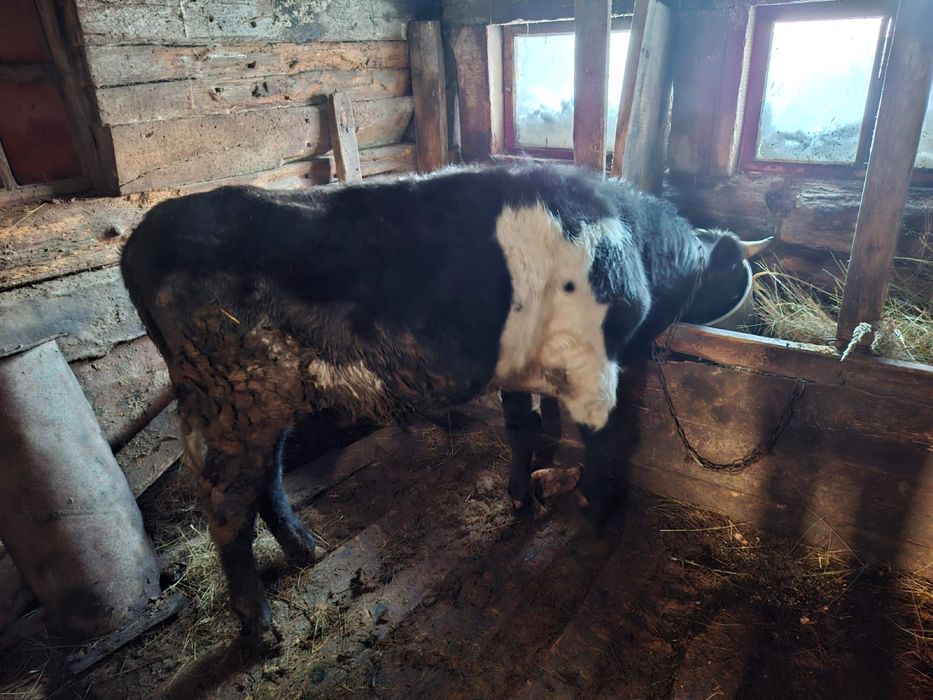 Продам быка на мясо